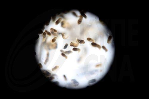 Oι άνθρωποι γίνονται στόχος των κουνουπιών εξαιτίας απώλειας της βιοποικιλότητας