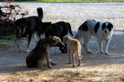 Συνολικά 74 ζώα κατασπάραξαν τρία σκυλιά στη κτηνοτροφική μονάδα στη περιοχή Τερσεφάνου