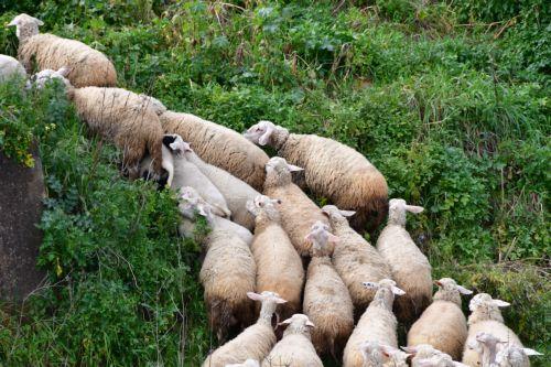 Αντιδράσεις κτηνοτρόφων σε Τίμη και Αναρίτα για νέα μέτρα κατά αφθώδους πυρετού