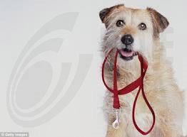 Έρευνα Κυπρίων επιστημόνων για μη επεμβατική θεραπεία καρκίνου σε κατοικίδια