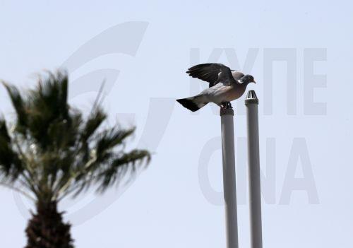 Ιερακοθηρία για έλεγχο υπερπληθυσμού της φάσσας συζήτησε η Επ. Περιβάλλοντος