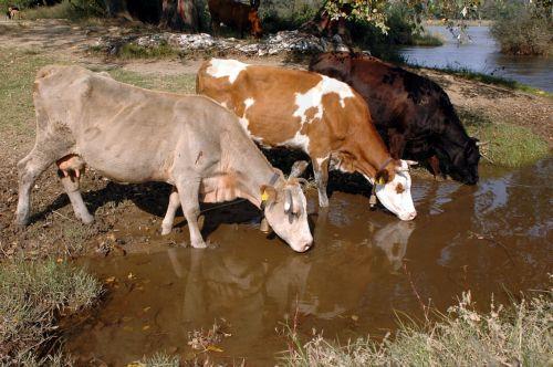 UNIC study warns climate change fuels tick-borne threats to livestock