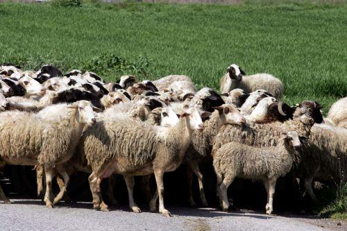 Άρχισαν στην Αραδίππου οι διαδικασίες για ταφή ζώων που εντοπίστηκαν θετικά στον αφθώδη πυρετό