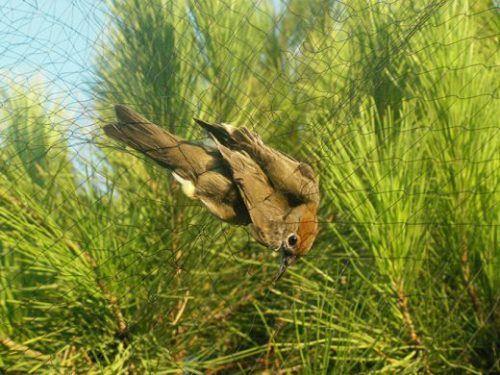 Three men arrested in Dhekelia SBA for bird trapping