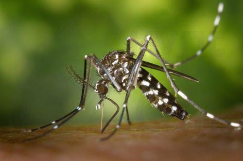 Ψεκασμοί για κουνούπια και ειδικά το «ασιατικό κουνούπι τίγρης» στο Δήμο Λεμεσού