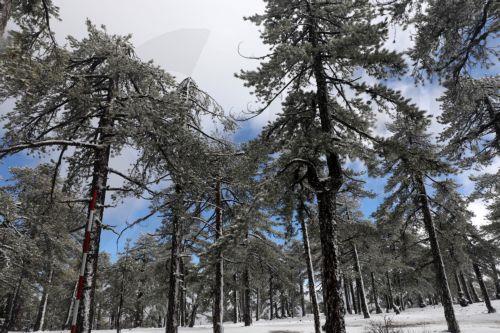 Κλειστός παραμένει δρόμος στο Εθνικό Δασικό Πάρκο Μαχαιρά λόγω επικίνδυνης κλίσης