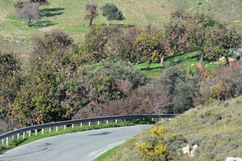 Μετά τις 15 Αυγούστου η συλλογή, μεταφορά και εμπορία χαρουπιών
