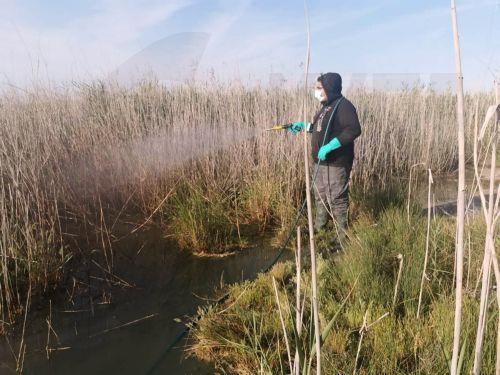 Simple measures are effective against West Nile virus, expert tells CNA