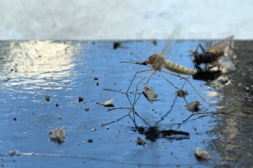 Η πλειονότητα λοιμώξεων από ιό Δυτικού Νείλου αφορά άτομα άνω των 65 ετών, λέει το Υπ. Υγείας