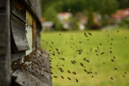 Το ΚΕΒΕ συντονιστής προγράμματος Μεσογείου για ενίσχυση μελισσοκομικής οικονομίας