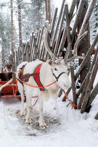 Οι τάρανδοι θύματα του κύματος ζέστης στη Φινλανδία