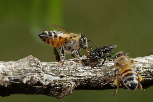 Ανησυχία εκφράζει στο ΚΥΠΕ ο Συμπρόεδρος Τεχνικής Επιτροπής για Περιβάλλον λόγω μείωσης πληθυσμού κυπριακής μέλισσας