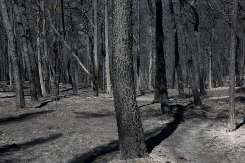 Ο Φιλοδασικός Σύνδεσμος Αγρού φιλοξενεί διεθνή ανταλλαγή νέων