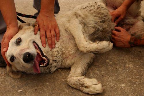 Γρ. Επιτρόπου Περιβάλλοντος: Σημαντικό βήμα η ψήφιση τροποποιητικών κανονισμών για κυνηγ. σκύλους