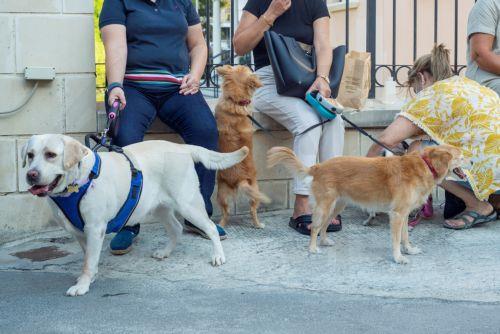 Δυσαρέσκεια για μη διορισμό Επιτρόπου για ζώα εκφράζει το Κόμμα για τα Ζώα Κύπρου