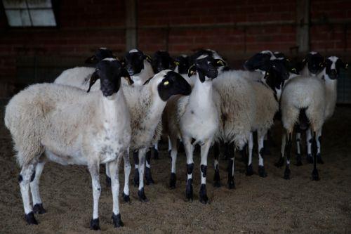 Şap hastalığı için önleyici tedbirler devrede