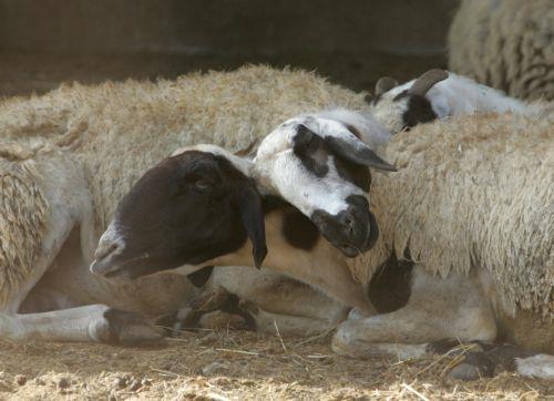 Στις 5.000 τα ζώα με αφθώδη πυρετό, στο τραπέζι οι εμβολιασμοί είπε ο Χ. Πίπης
