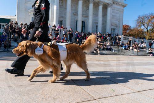 Πρόταση για σκύλους συνοδούς στην Επ. Ανθρωπίνων Δικαιωμάτων, ενστάσεις από υπηρεσίες