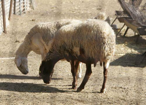 Μέχρι την Τετάρτη στην Κύπρο οι τρεις Ευρωπαίοι εμπειρογνώμονες για αφθώδη πυρετό