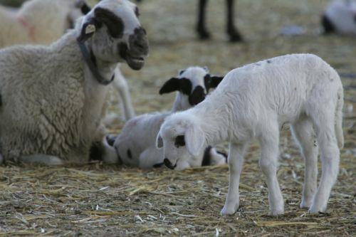 Στις 84 οι μολυσμένες μονάδες, επιβεβαιώθηκε πρώτο θετικό χοιροστάσιο στο Παλιομέτοχο