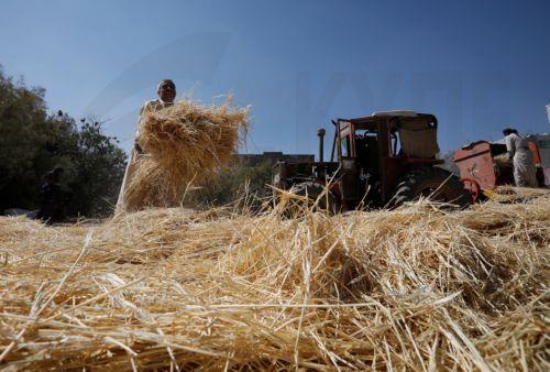 Μειωμένη παραγωγή σιτηρών κατά 4,1% εκτιμάται ότι θα έχει το 2025 η Τουρκία