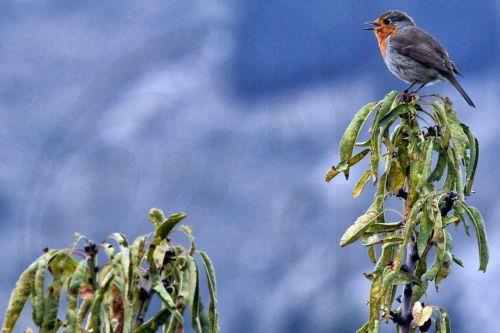 Για καταδίκη 55 υπόπτων για λαθροθηρία κάνει λόγο η οργάνωση CABS
