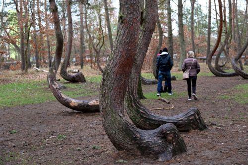 Πεύκα, ευκάλυπτοι, ακακίες απειλούν τα μεσογειακά δάση γιατί αυξάνουν τον κίνδυνο πυρκαγιάς