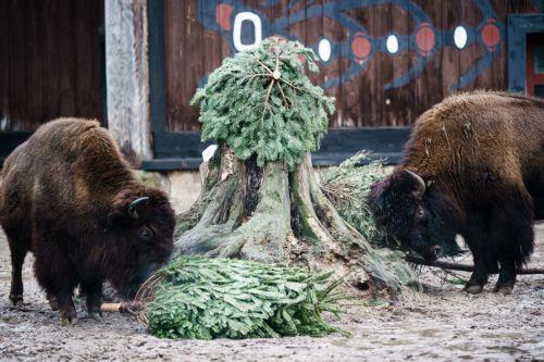Επιπτώσεις στους πληθυσμούς βουβαλιών στο Ιράκ εξαιτίας παρατεταμένης ξηρασίας