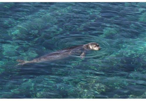 Καταγγελία BirdLife για εργασίες στο Πεντάκωμο με κίνδυνο για Μεσογειακή Φώκια