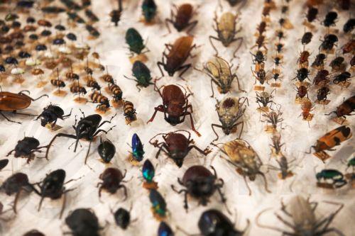 Eπιστήμονες εντόπισαν τα απολιθωμένα οστά του αρχαιότερου μυρμηγκιού