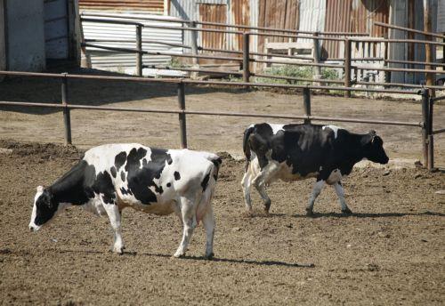 Ντοκιμαντέρ για την ιστορία της αγελάδας στην Κύπρο προβλήθηκε στη Λευκωσία