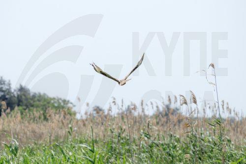Σεβασμό νόμων ενόψει θερινής περιόδου κυνηγίου ζητά η Υπηρεσία Θήρας