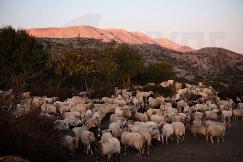 Σε φάση υλοποίησης η υποψηφιότητα για το Παγκόσμιο Δίκτυο Αποθεμάτων Βιόσφαιρας, λέει η Θεοδοσίου