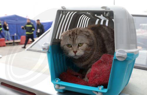 Εφαρμογή μέτρων «σε όλα τα επίπεδα» ζητά το Γραφείο της Επιτρόπου Ευημερίας των Ζώων