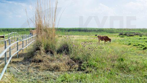 Εφαρμόζουν οδηγίες για απολυμάνσεις σε κτηνοτροφικές περιοχές διαβεβαιώνουν Δήμοι Λεμεσού
