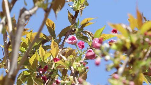 Πάρκο με ιαπωνικές κερασιές στο χωριό Κάμπος στο πλαίσιο 60 χρόνων διπλωματικών σχέσεων Κύπρου - Ιαπωνίας [ΒΙΝΤΕΟ]