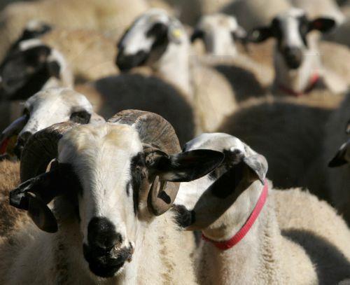 Η πρόληψη το ισχυρότερο όπλο, λέει ο Παναγροτικός Σύνδεσμος για αφθώδη πυρετό