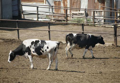 Για κινδύνους από νεκρά ζώα στην Ορούντα κάνει λόγο τοπική οργάνωση και ζητά παρέμβαση αρμοδίων