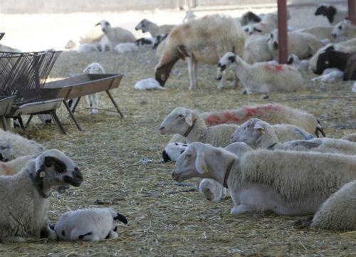 FMD vaccines handed over to Turkish Cypriots, no cases in the free areas of Cyprus expert tells CNA