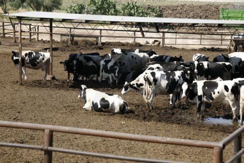 Commission experts to assess FMD incidents in Cyprus Turkish-occupied areas, Vet Services Director tells CNA