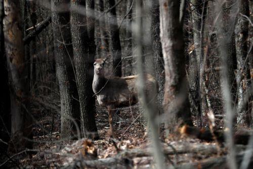 Οι ακραίες καταιγίδες διαταράσσουν σημαντικά την άγρια ζωή λένε ειδικοί