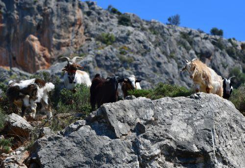 Οικονομική ενίσχυση αιγοπροβατοτρόφων για εγκατάσταση συσκευών τεχνητού θηλασμού ​​​​​​​