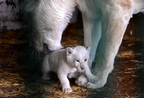 Tρία λευκά λιοντάρια μεταφέρθηκαν στο ζωολογικό κήπο της Βενεζουέλας