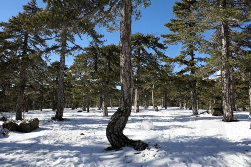 Χιόνια στα ψηλά και αυξημένη προσέλευση χωρίς προβλήματα, λέει στο ΚΥΠΕ η Αστυνομία
