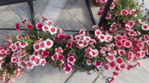 Αναβίωση Ανθεστηρίων Αμμοχώστου στις 10 Μαΐου