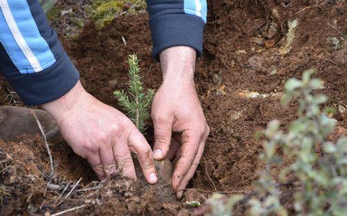 Δεντροφύτευση μετά από ζημιές σε δέντρα στη Λεμεσό λέει το Τμήμα Δασών