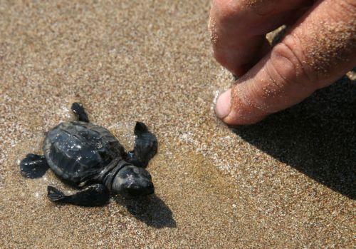 The number of sea turtle nests in the British Bases area reached 382