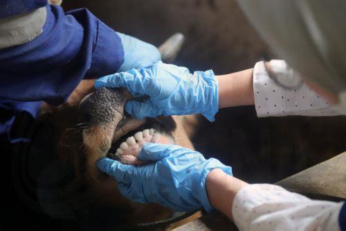 Ενεργοποίηση  εθνικού σχεδίου δράσης για αφθώδη πυρετό αποφάσισε σύσκεψη στο ΚΣΕΔ