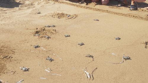 Ξεκινά η ωοτοτοκία των χελώνων, με το ΤΑΘΕ να τονίζει την ανάγκη για προστασία τους