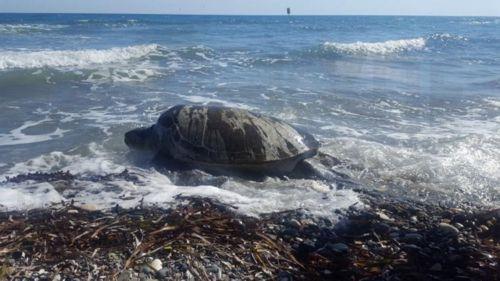 Αυστηροποίηση προνοιών νομοθεσίας ζητά η Επ.Περιβάλλοντος μετά το περιστατικό κακομεταχείρισης νεκρής χελώνας